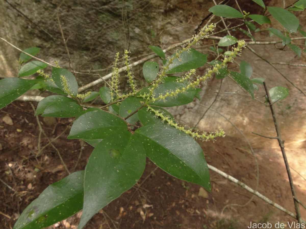 Antidesma alexiteria L.